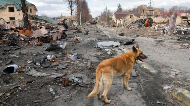 300 dogs found dead at Ukraine animal shelter, animal rights group says