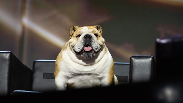 Todo sobre Babydog: La mascota del gobernador que robó el show en el RNC