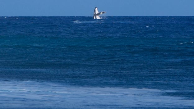 Whale seen breaching during Olympic surfing competition