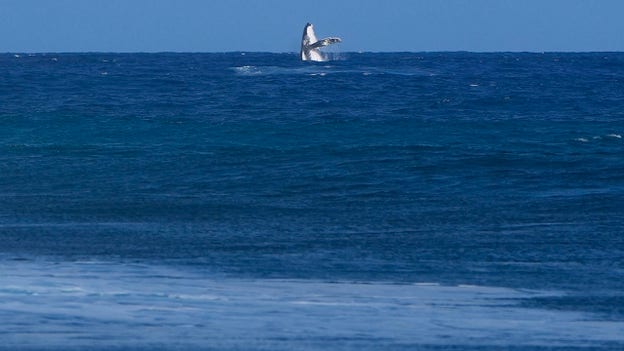 Avistamiento de una ballena durante una competición olímpica de surf