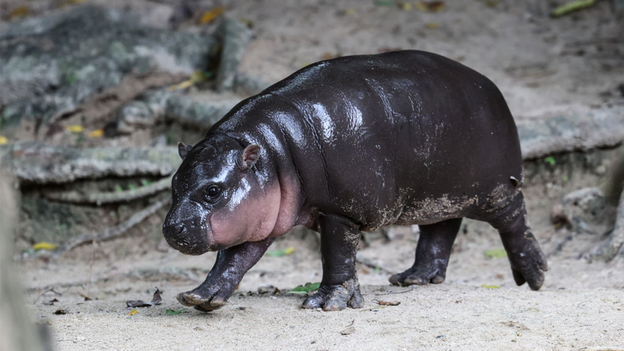 Thailand’s viral baby hippo Moo Deng predicts Donald Trump will win 2024 US presidential election