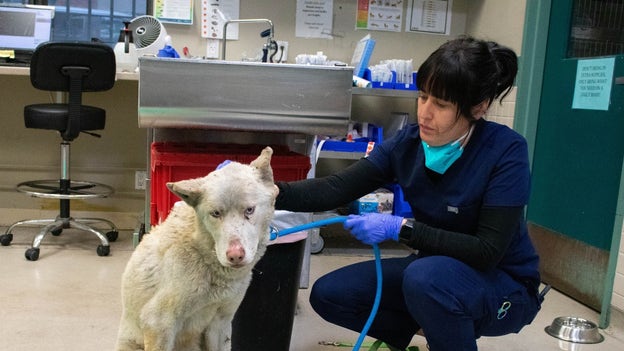 Pasadena animal shelter is seeing influx of injured animals as fires rage on