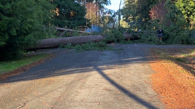 5 tree falls; 13 calls for wires down in South Puget Sound region