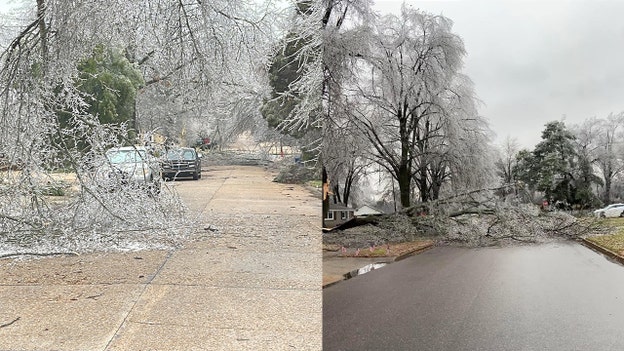 PHOTOS: Ice causing trees to fall in Memphis