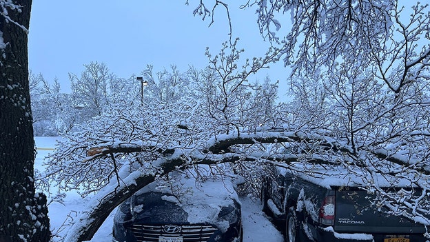 Wet, heavy snow weighs down trees in Binghamton, New York