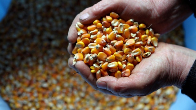 Farmers hurt by record harvest
