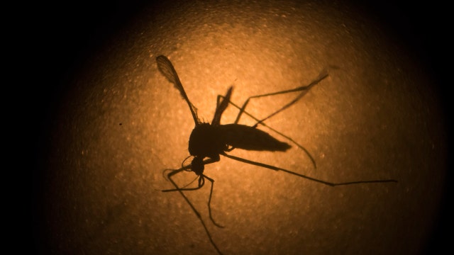 Zika virus: Is it the next pandemic?