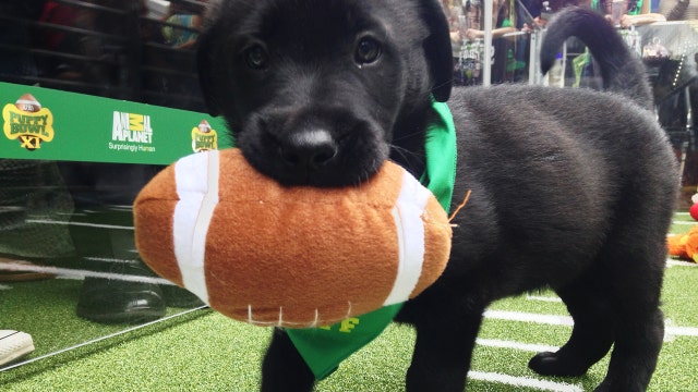 Previewing Puppy Bowl XII
