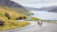 Shear Madness: These Islands are Overrun with Sheep!