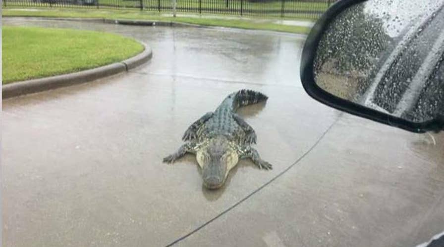 Hurricane Harvey warning: Beware of alligators