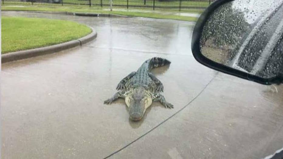 hurricane harvey beware of alligators fox news