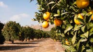 Hurricane Irma puts Florida orange juice industry in peril