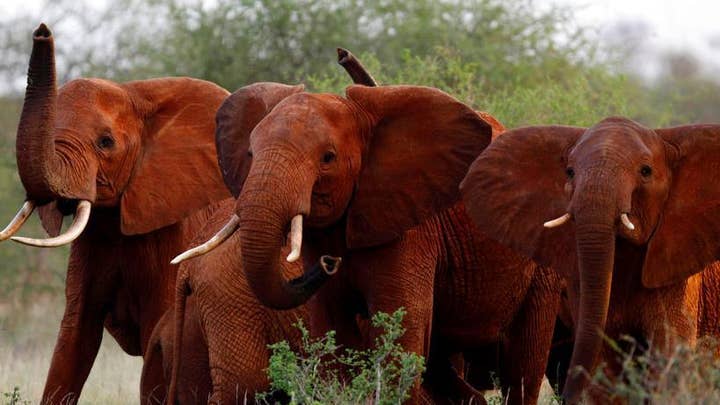 Elephants have legal rights too: Animal rights group