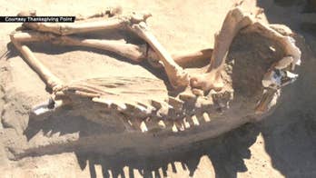 Utah family finds remains of ancient horse in backyard