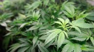 Corona beer parent company bets big on marijuana