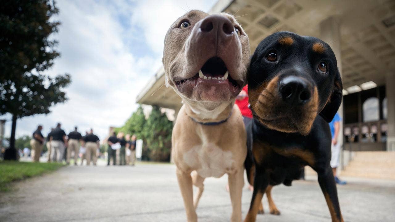 Petco Offers Free Upgrade To Artificial Free Dog And Cat Food This