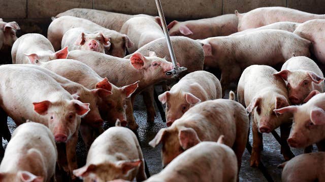 Hog farmer on tariffs: Agriculture needs a win | On Air Videos | Fox ...