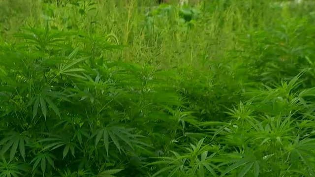 Could hemp help US farmers deal with China tariffs?