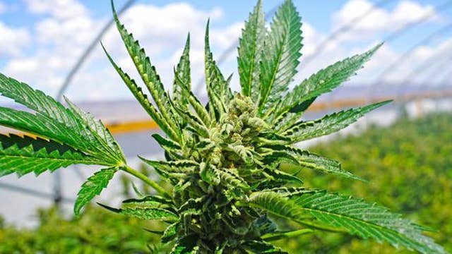 Increasing cannabis taxes in California will have a negative impact: Marijuana businessman