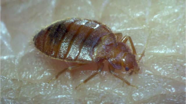 10 states with the most bedbug issues