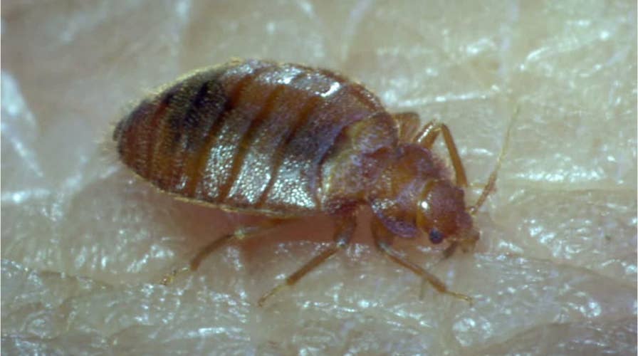 10 states with the most bedbug issues