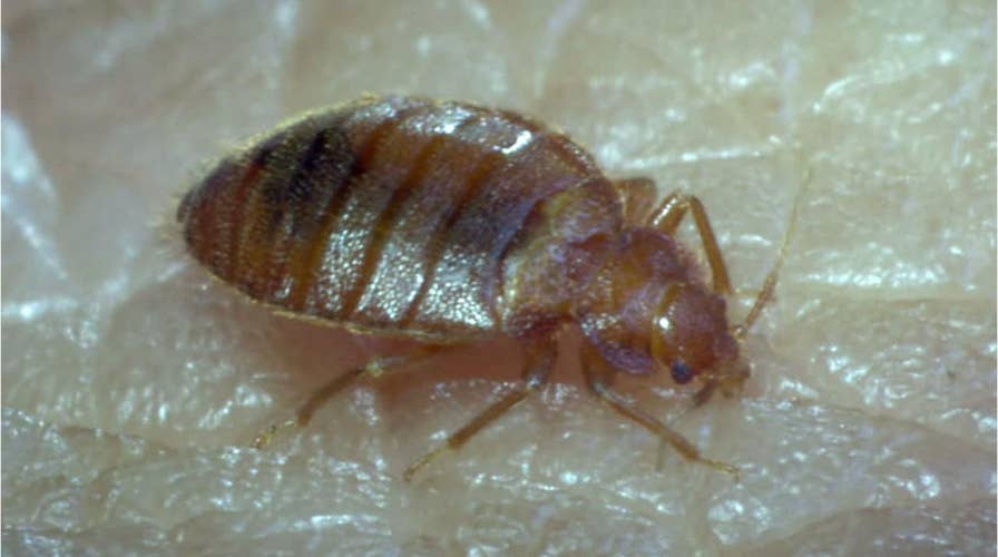 10 states with the most bedbug issues