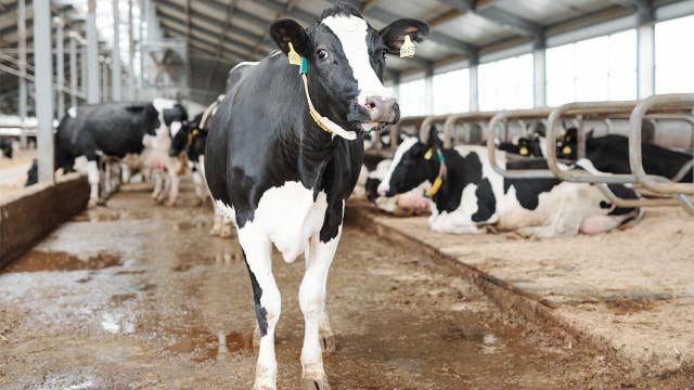 Milk demand recovering after coronavirus pandemic lows