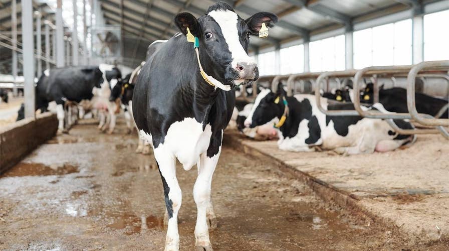 Milk demand recovering after coronavirus pandemic lows