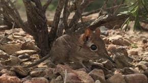 'Elephant shrew', Elon Musk, Cuomo are this week's winners, losers