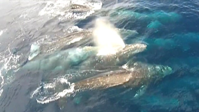'Super pod' of gray whales spotted off California coast