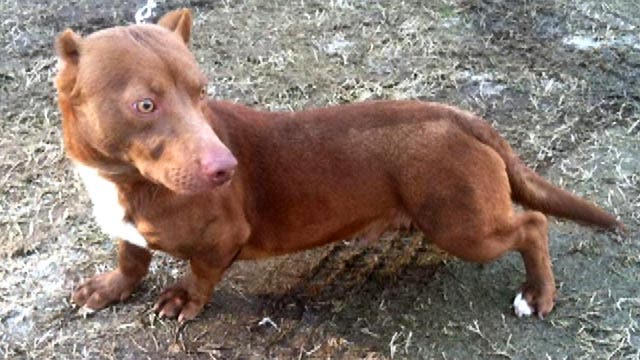 Pitbull-dachshund mix up for adoption goes viral
