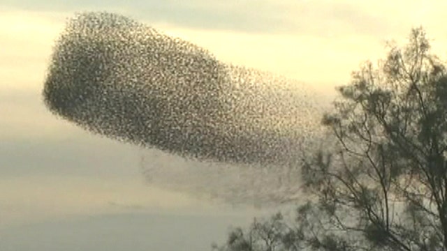 Flock of starlings create stunning sight over Israel