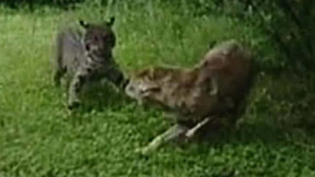Bobcat vs. coyote: Wild animals square off