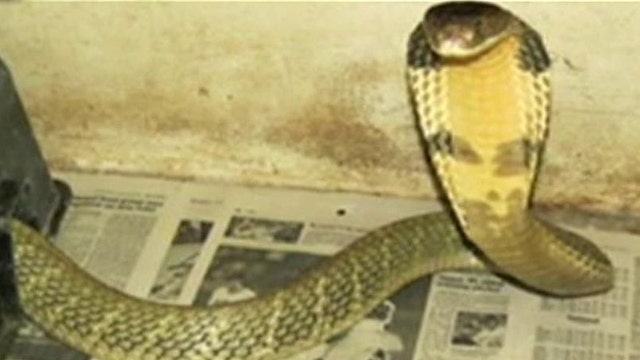 Reality star's King Cobra on the loose in Florida