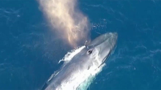 Rescue effort underway to save blue whale tangled in net