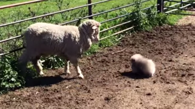 Tiny fur ball pup shows sheep who's boss 