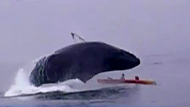 Breaching whale nearly crushes kayakers to death