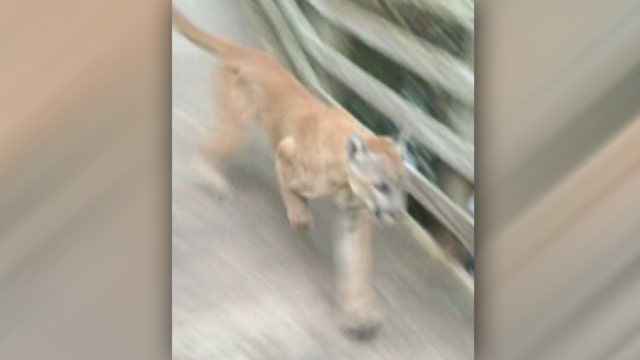 Watch woman's close encounter with a Florida panther