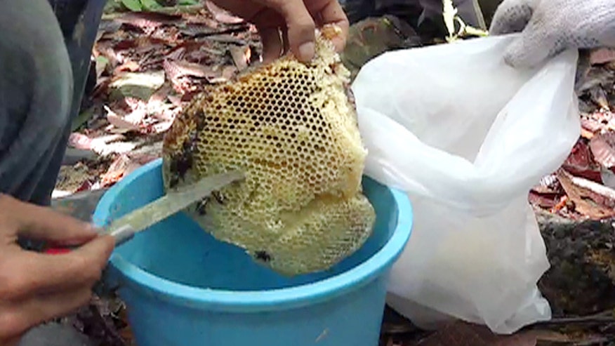 Honey can sweeten up your tea and give your health a boost. Dr. Manny sits down with the Medicine Hunter, Chris Kilham to find out more about a rare honey from the Malaysian rainforest called tualang