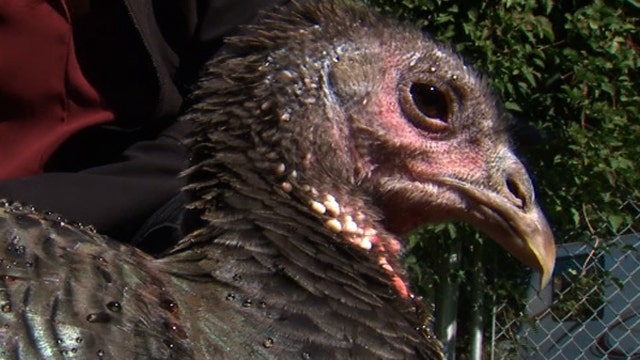 Woman gets pet turkey for emotional support