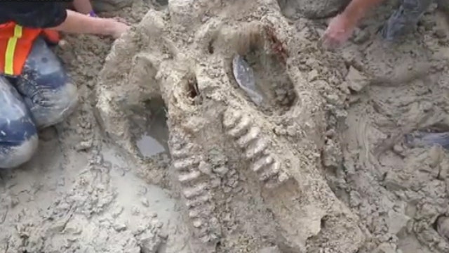 Mammoth Mastodon unearthed in Michigan