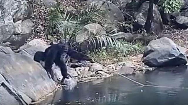 Wild chimpanzees spotted ‘fishing’