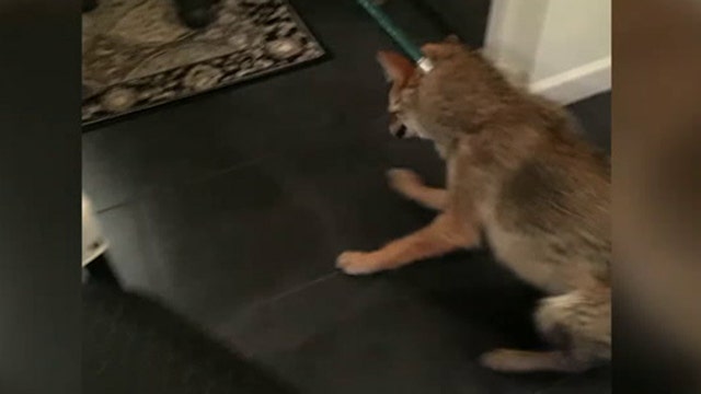 Coyotes invade Michigan man's home