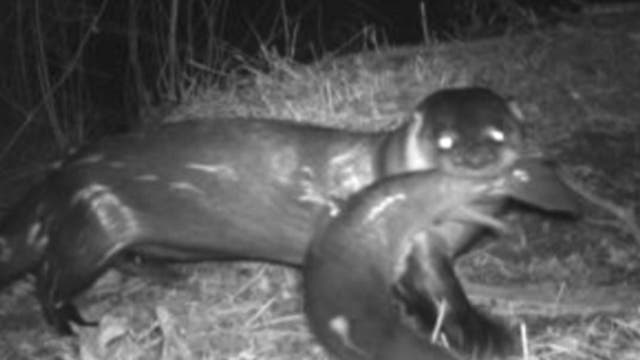Sightings of threatened river otter spark comeback hopes