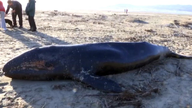 Gray whale calf washes ashore on Southern California beach