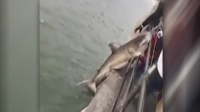 Catch of the day: Great white reeled in on California pier
