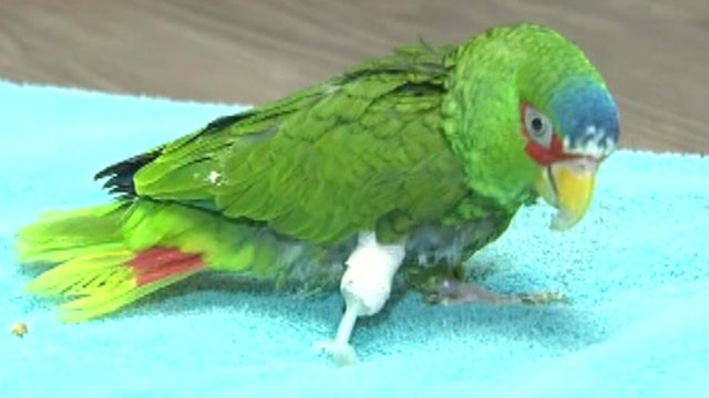 Injured parrot gifted new lease on life