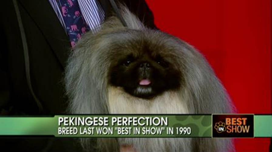 Malachy the Pekingese Wins Best in Show at the Westminster Kennel Club American Dog Show