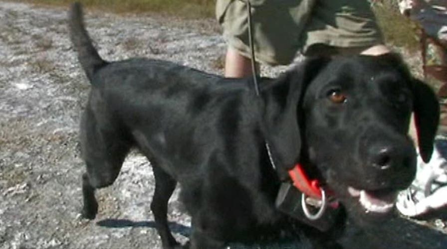 Sniffer dogs remove pythons from Everglades