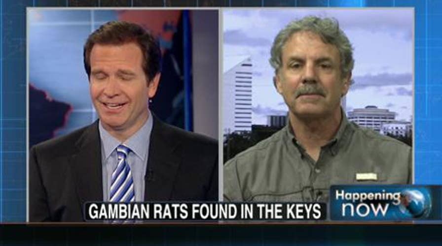 Prepare to Be Disgusted: Giant Rats Run Rampant in Florida Keys